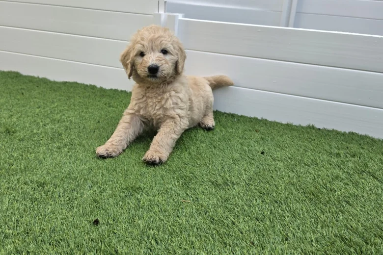 Goldendoodle