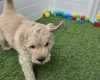 Goldendoodle