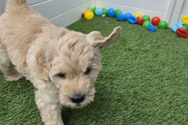 Goldendoodle