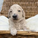 Goldendoodle