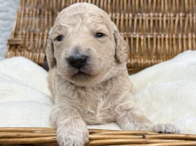 Goldendoodle