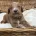 Goldendoodle