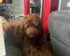 Goldendoodle