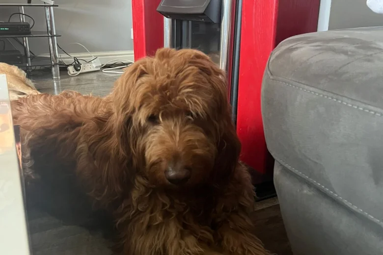 Goldendoodle