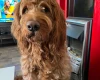 Goldendoodle