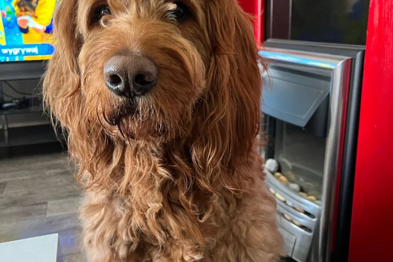 Goldendoodle