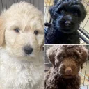 Goldendoodle