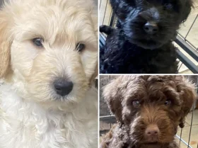 Goldendoodle