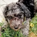 Goldendoodle