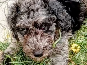 Goldendoodle
