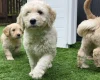 Goldendoodle