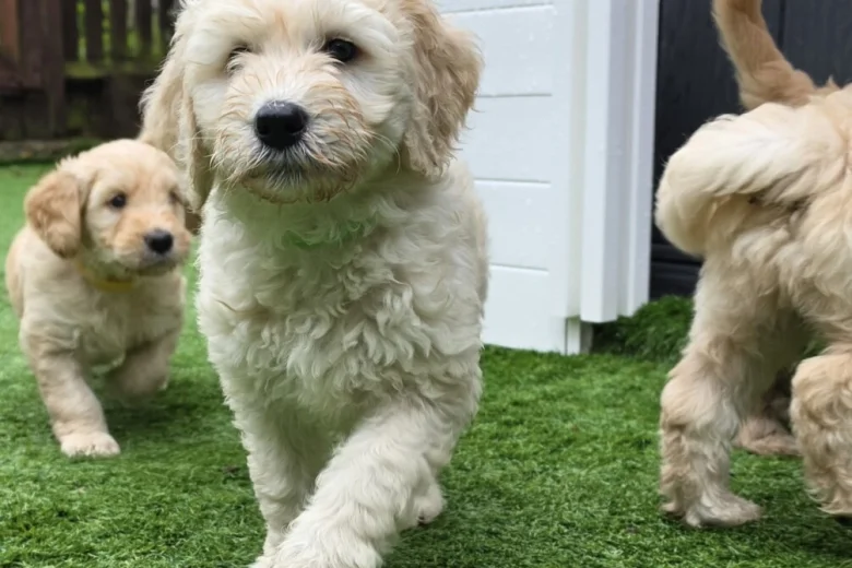 Goldendoodle