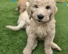 Goldendoodle