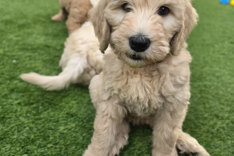 Goldendoodle