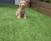 Goldendoodle