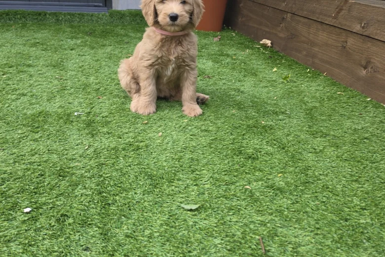 Goldendoodle