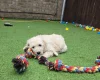 Goldendoodle
