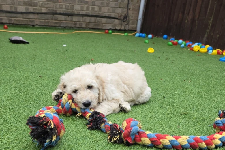 Goldendoodle