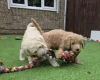 Goldendoodle