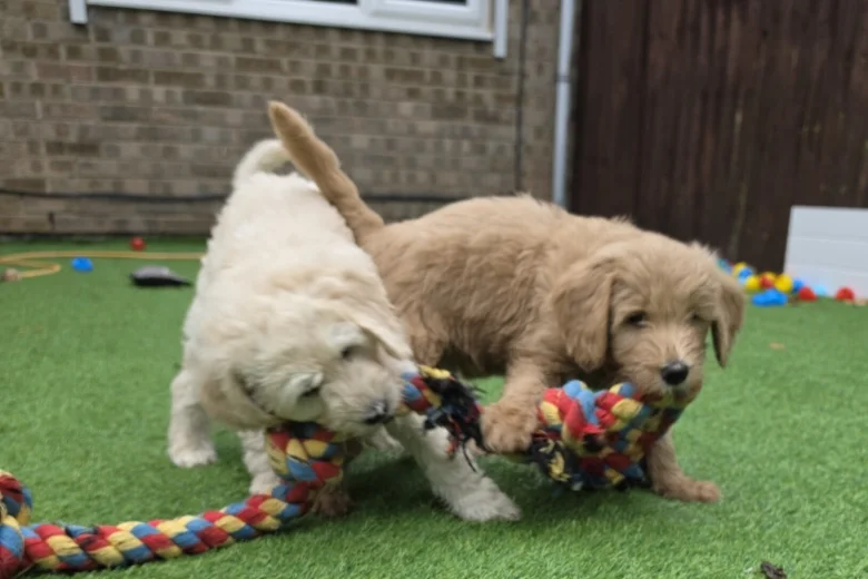 Goldendoodle