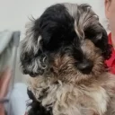 Goldendoodle