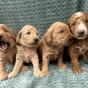 Goldendoodle