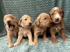 Goldendoodle