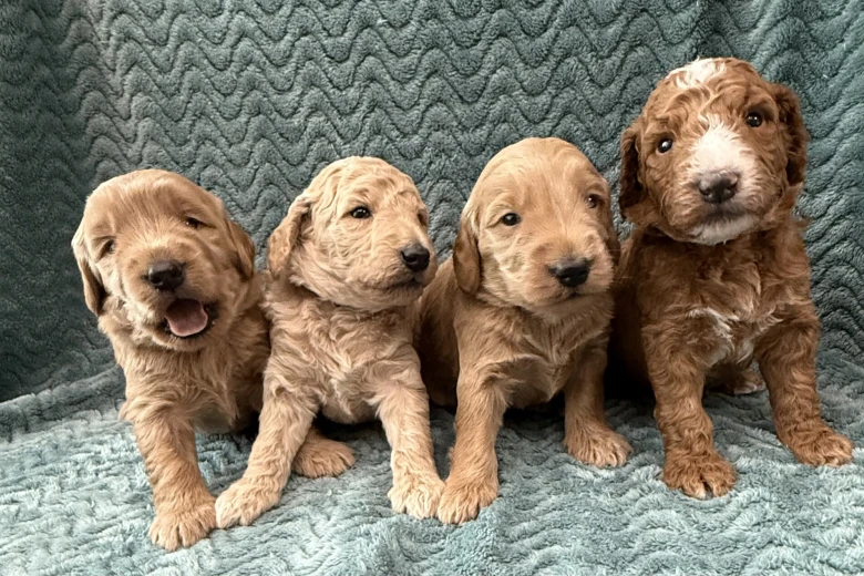 Goldendoodle