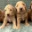 Goldendoodle