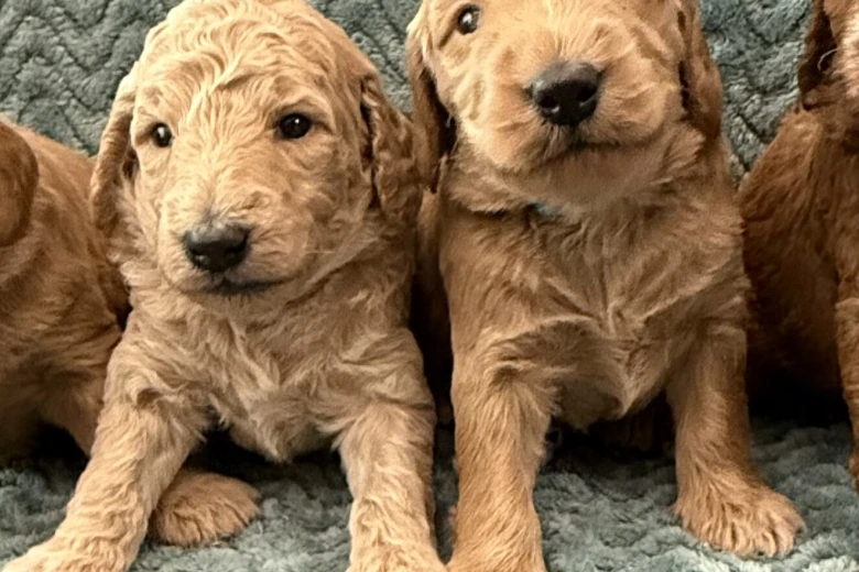 Goldendoodle