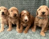 Goldendoodle