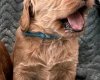 Goldendoodle