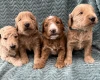 Goldendoodle