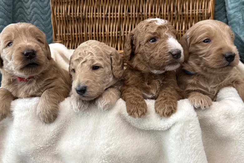 Goldendoodle