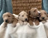 Goldendoodle