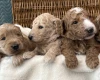 Goldendoodle