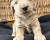 Goldendoodle