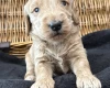 Goldendoodle