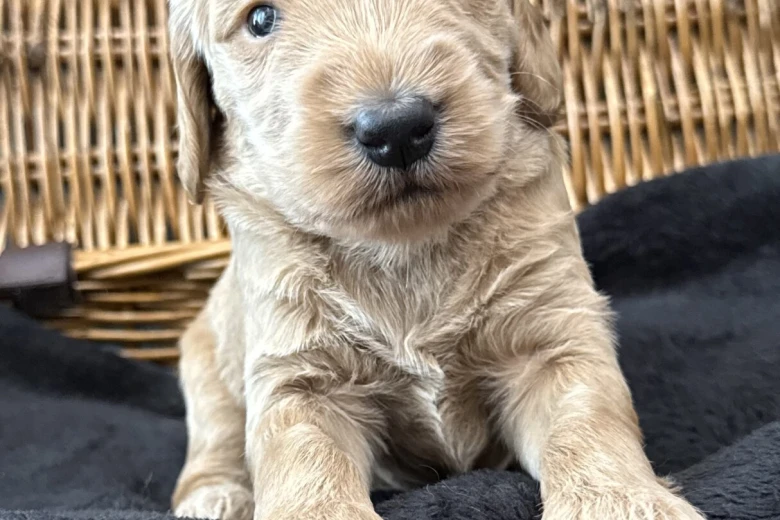 Goldendoodle