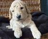Goldendoodle