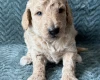 Goldendoodle