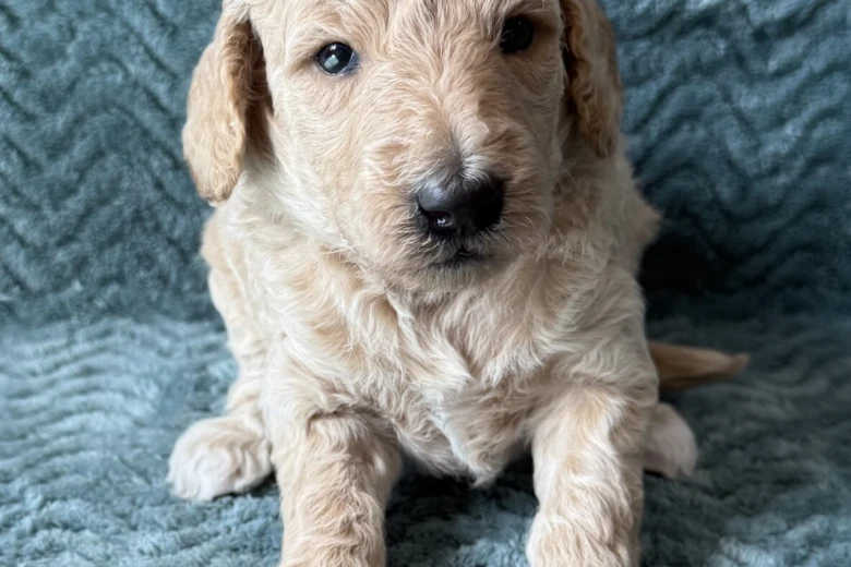 Goldendoodle