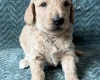 Goldendoodle