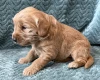 Goldendoodle