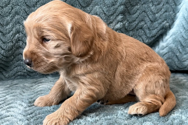 Goldendoodle