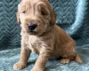 Goldendoodle