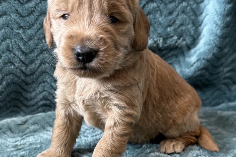 Goldendoodle