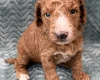 Goldendoodle