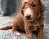 Goldendoodle