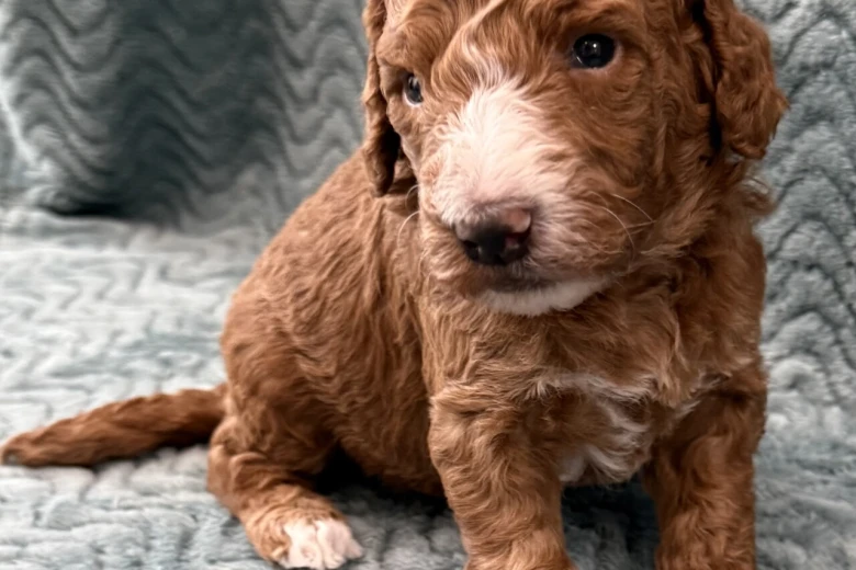 Goldendoodle